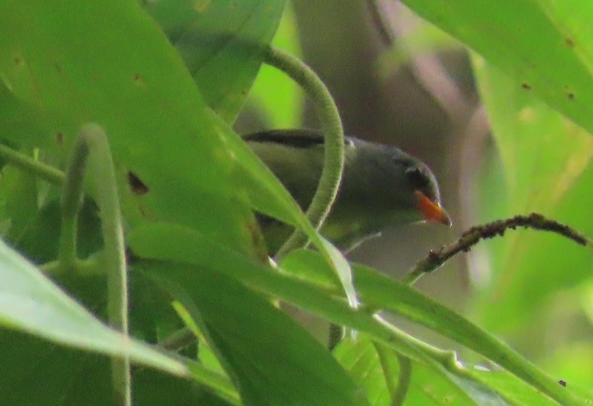 Buru Flowerpecker - ML639854178