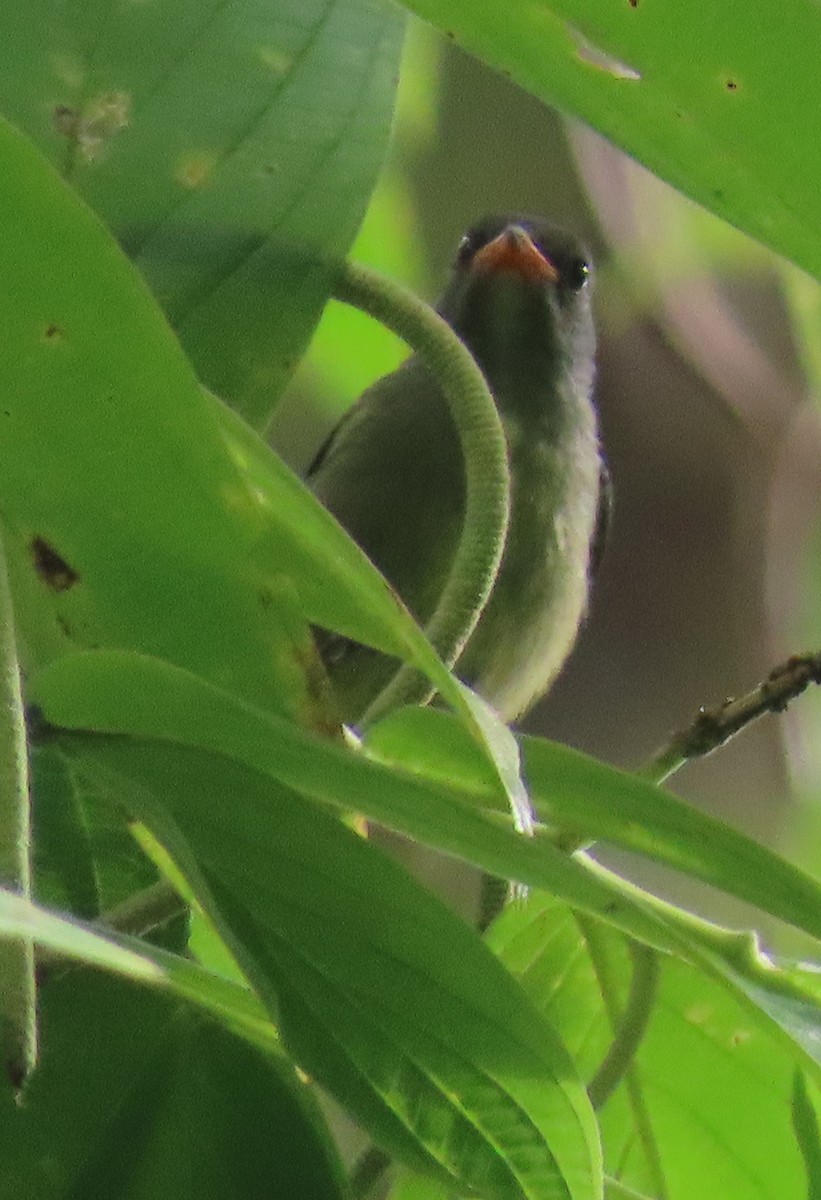 Buru Flowerpecker - ML639854181