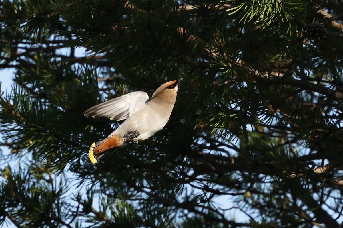 Bohemian Waxwing - ML639854225