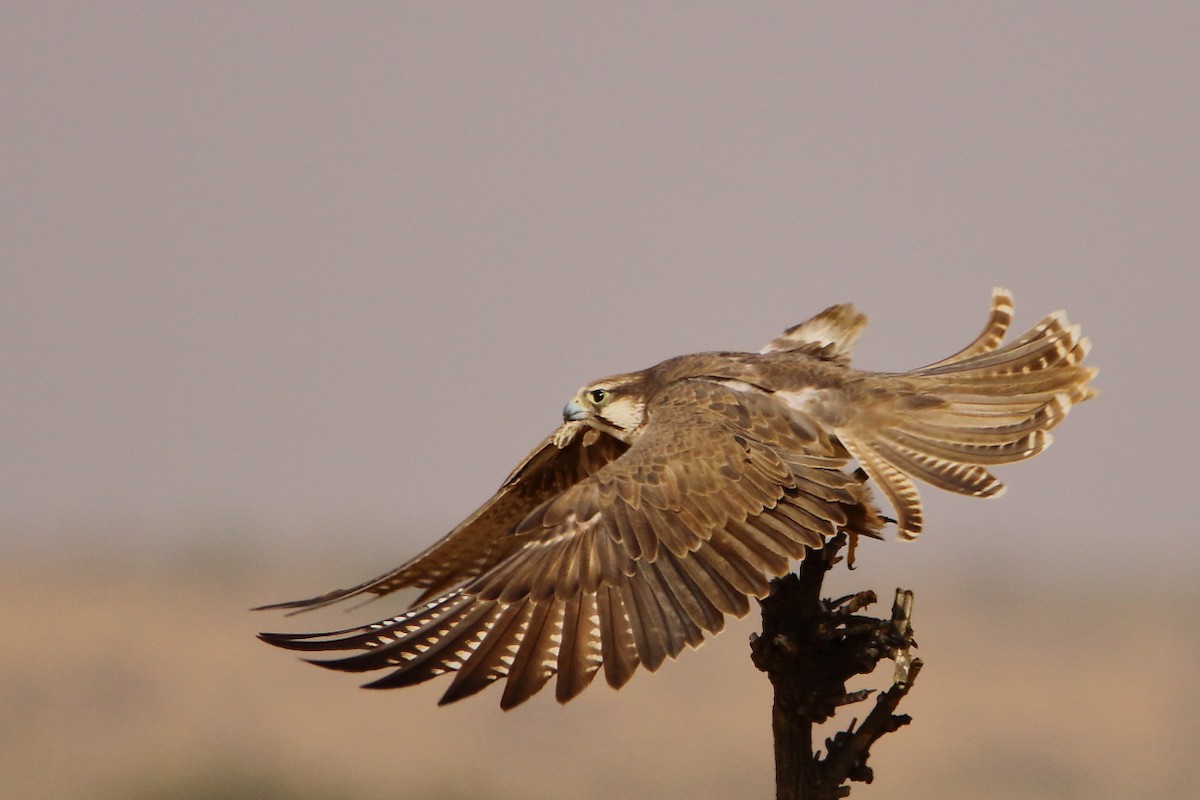 Laggar Falcon - ML639854245