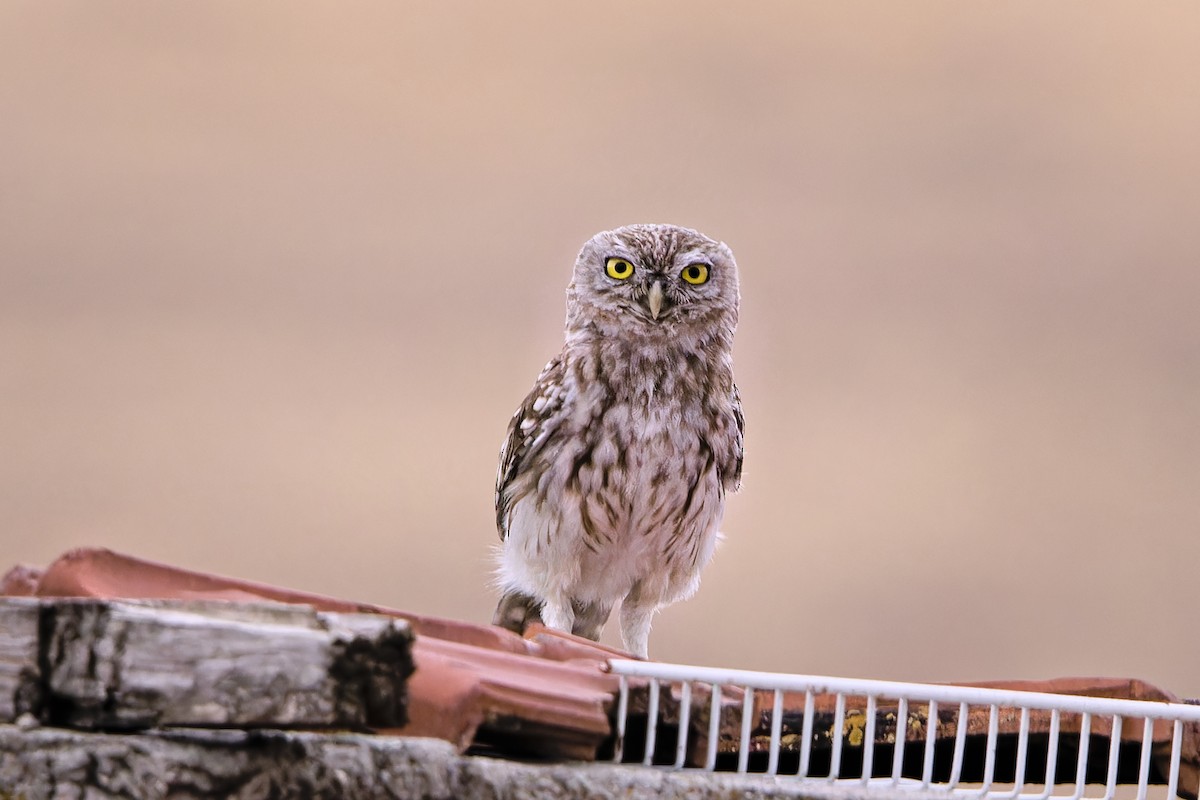 Little Owl - ML639854248