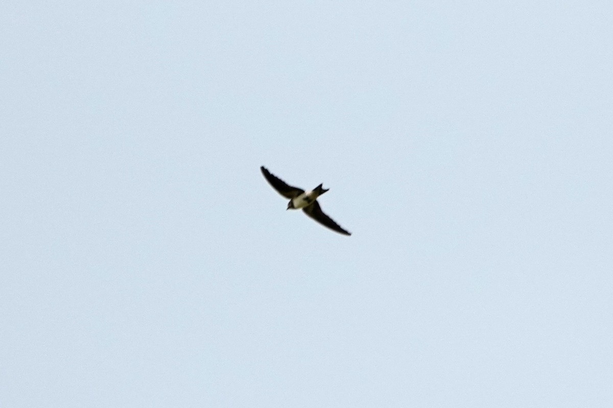 Eastern Red-rumped Swallow (Striated) - ML639854253