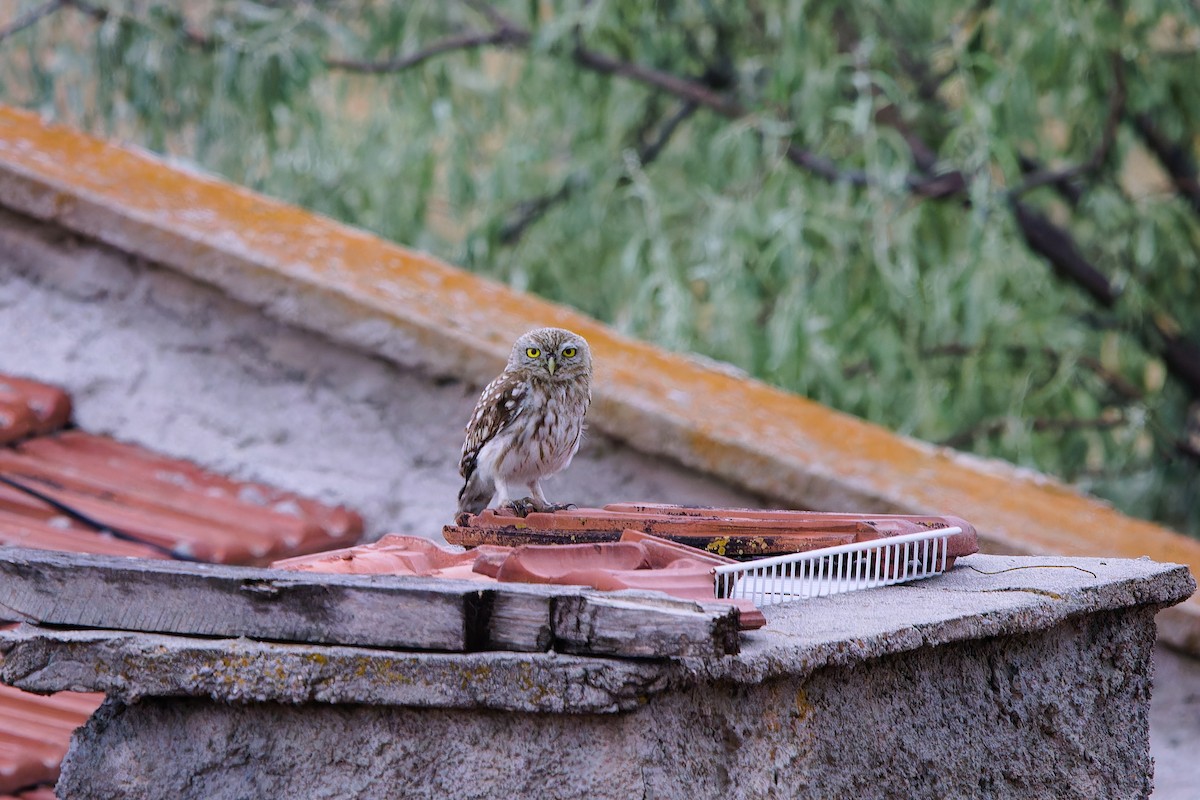 Little Owl - ML639854266