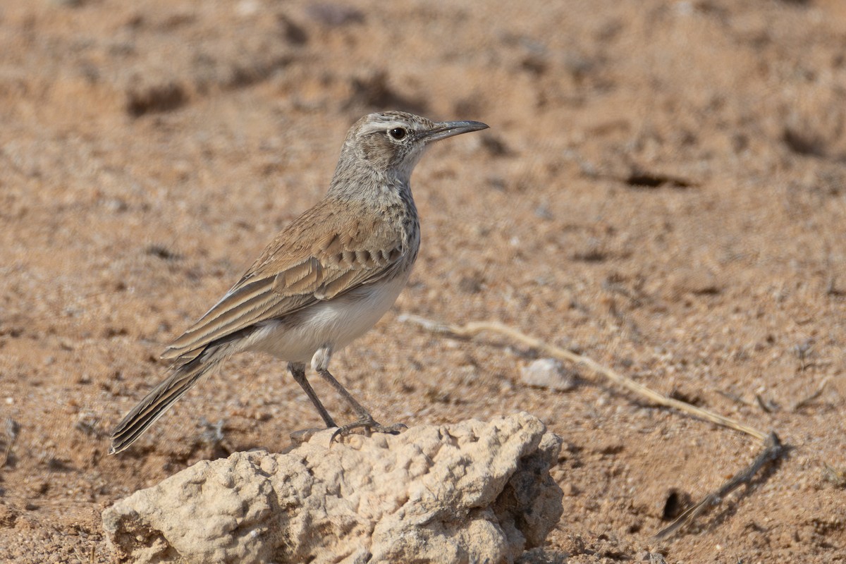 Karoo Long-billed Lark - ML639854276
