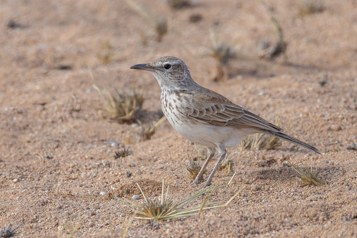 Karoo Long-billed Lark - ML639854281