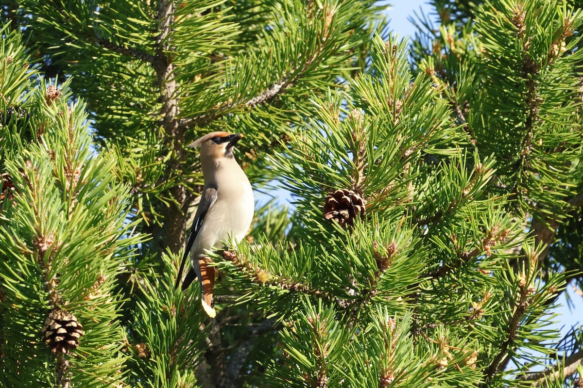 Bohemian Waxwing - ML639854291