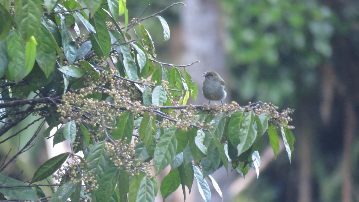 Fan-tailed Berrypecker - ML639854292