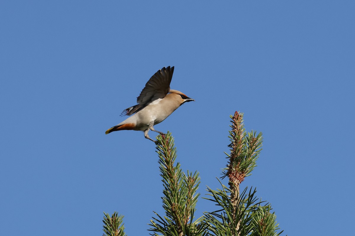 Bohemian Waxwing - ML639854320