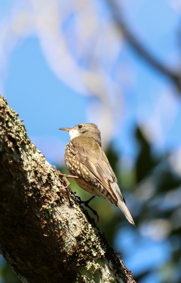 White-throated Treecreeper - ML639854321
