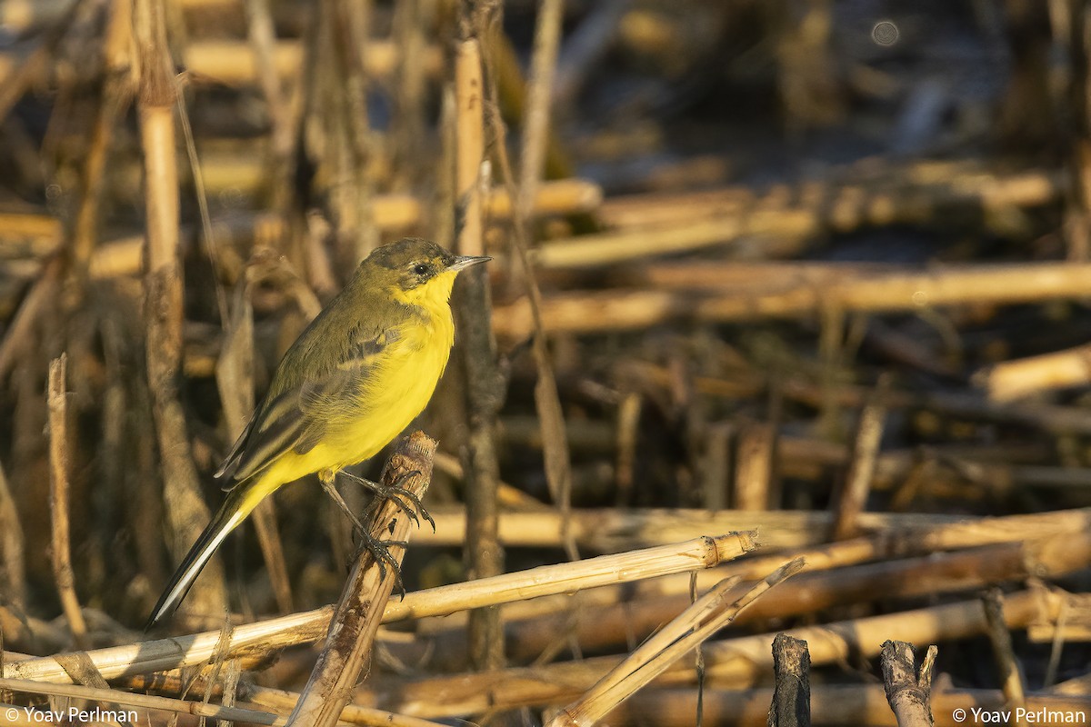 Western Yellow Wagtail - ML639854328