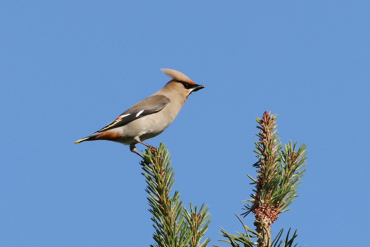 Bohemian Waxwing - ML639854336