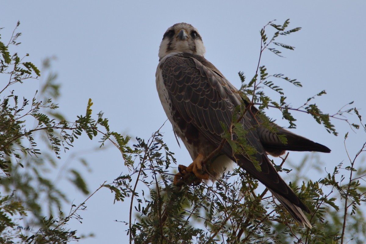 Laggar Falcon - ML639854364