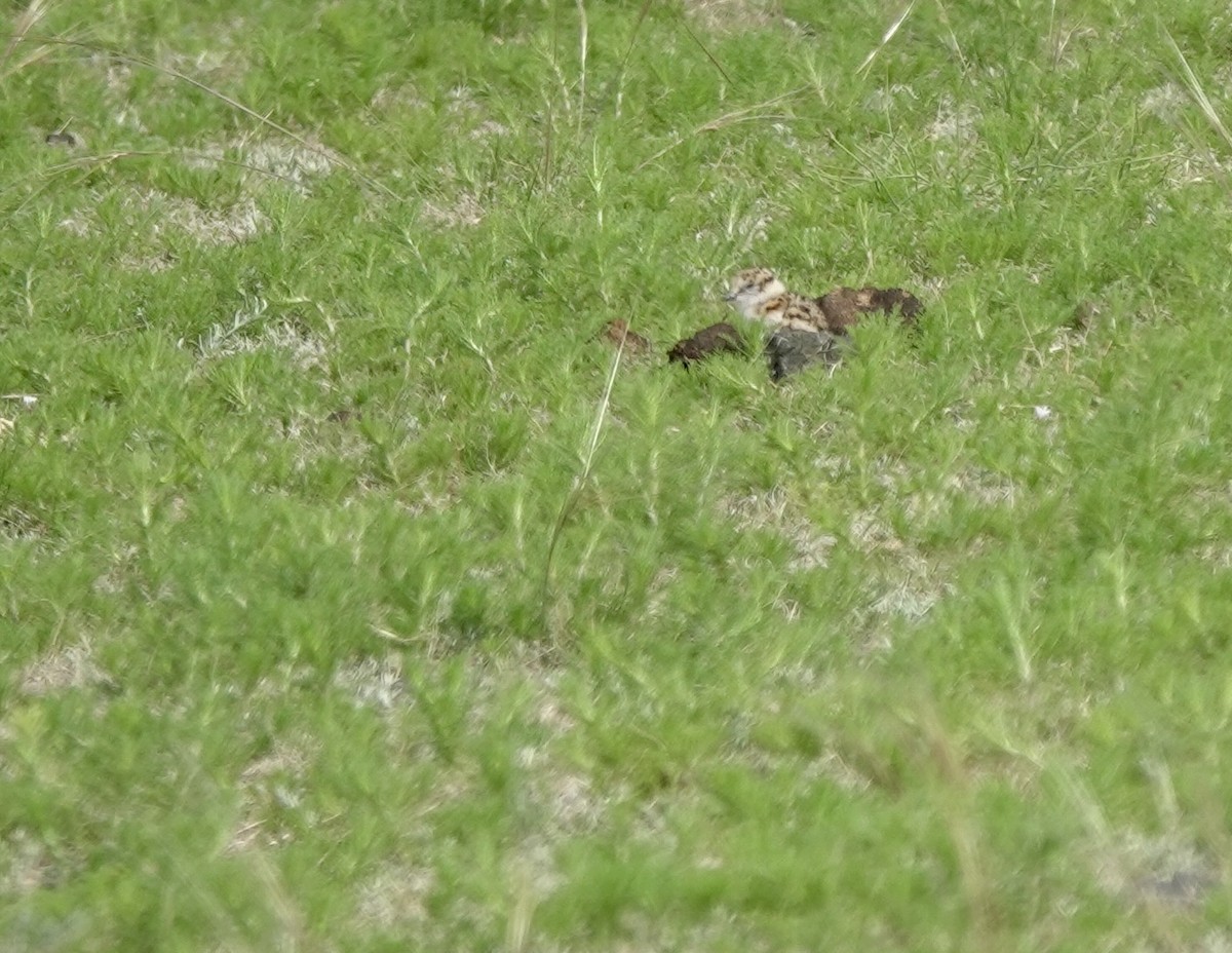 Greater Sand-Plover - ML639854365