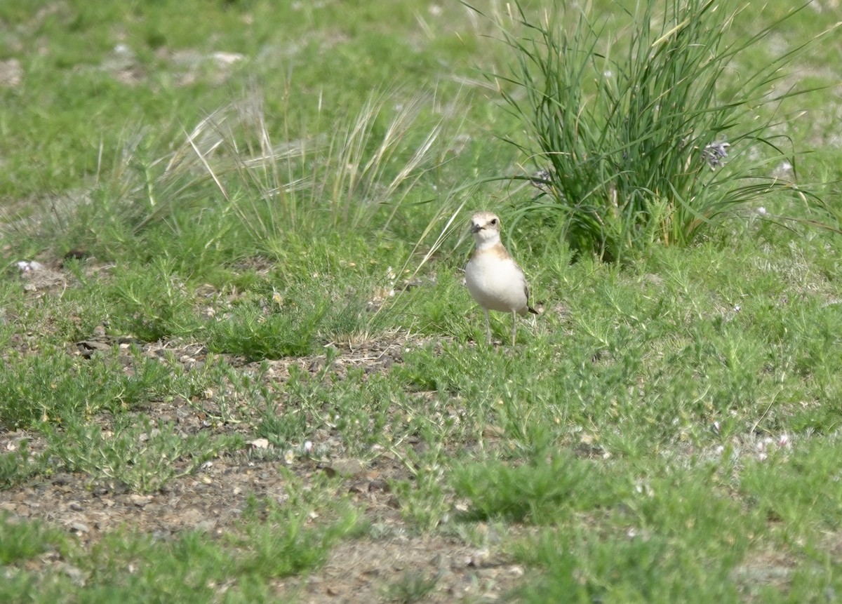Greater Sand-Plover - ML639854366