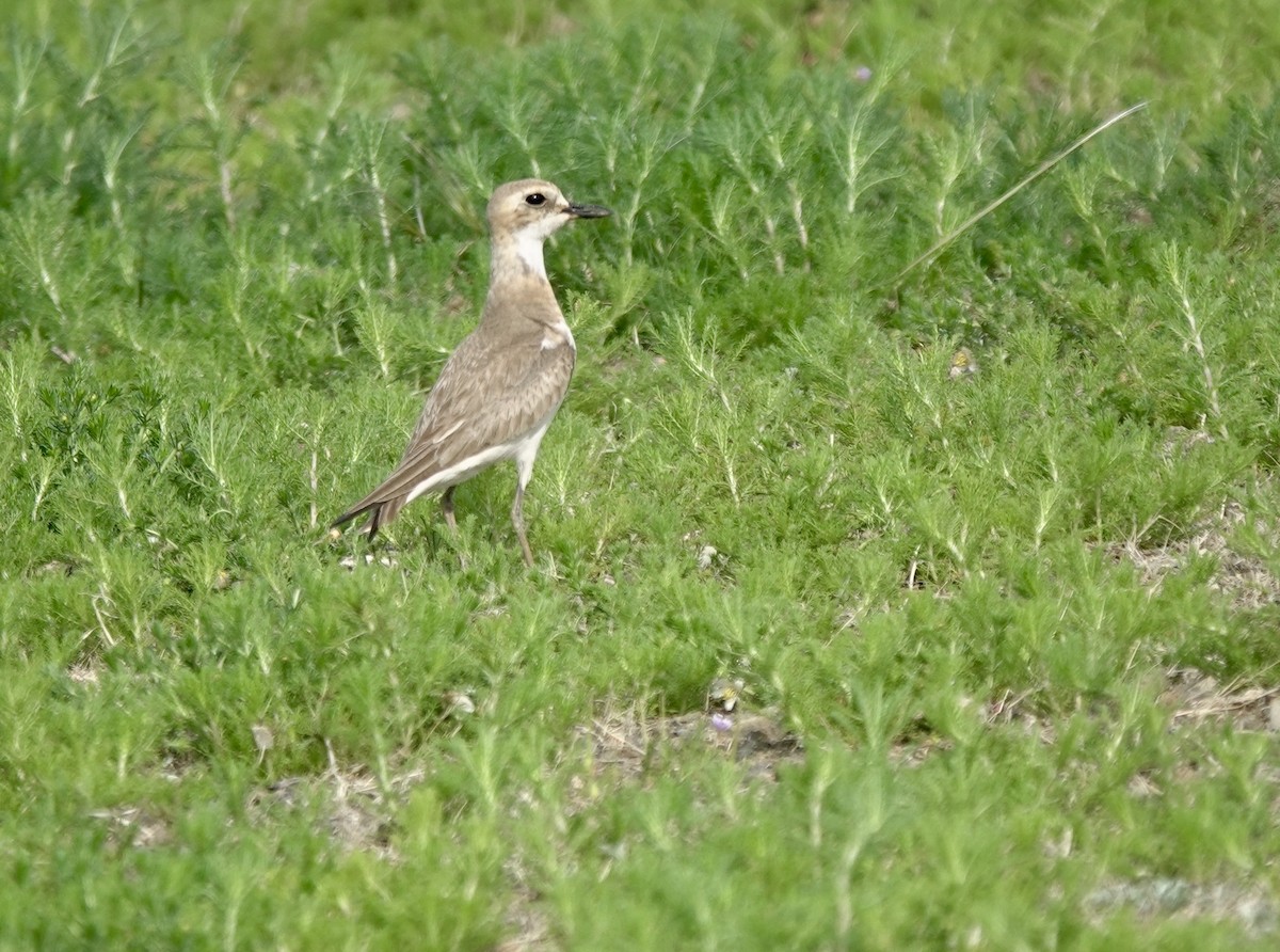 Greater Sand-Plover - ML639854367