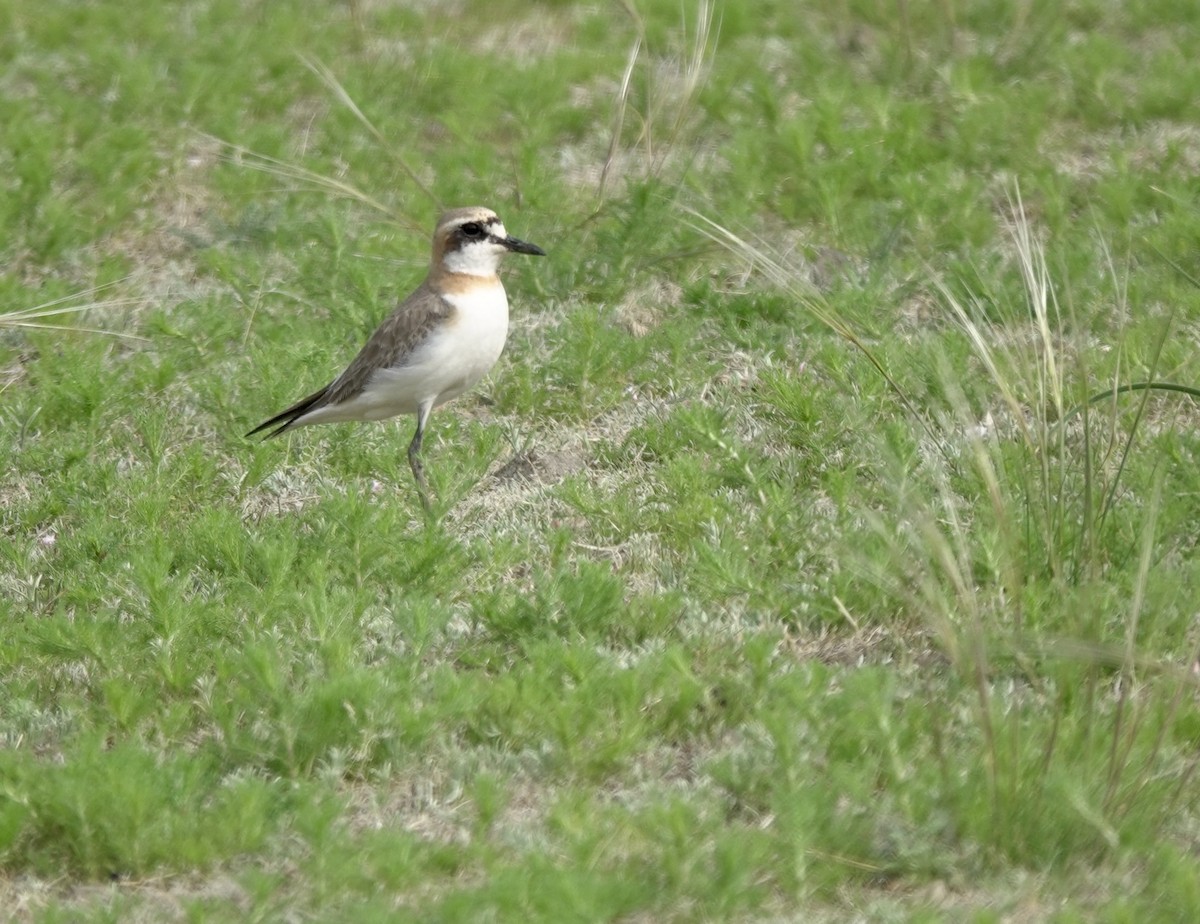 Greater Sand-Plover - ML639854368