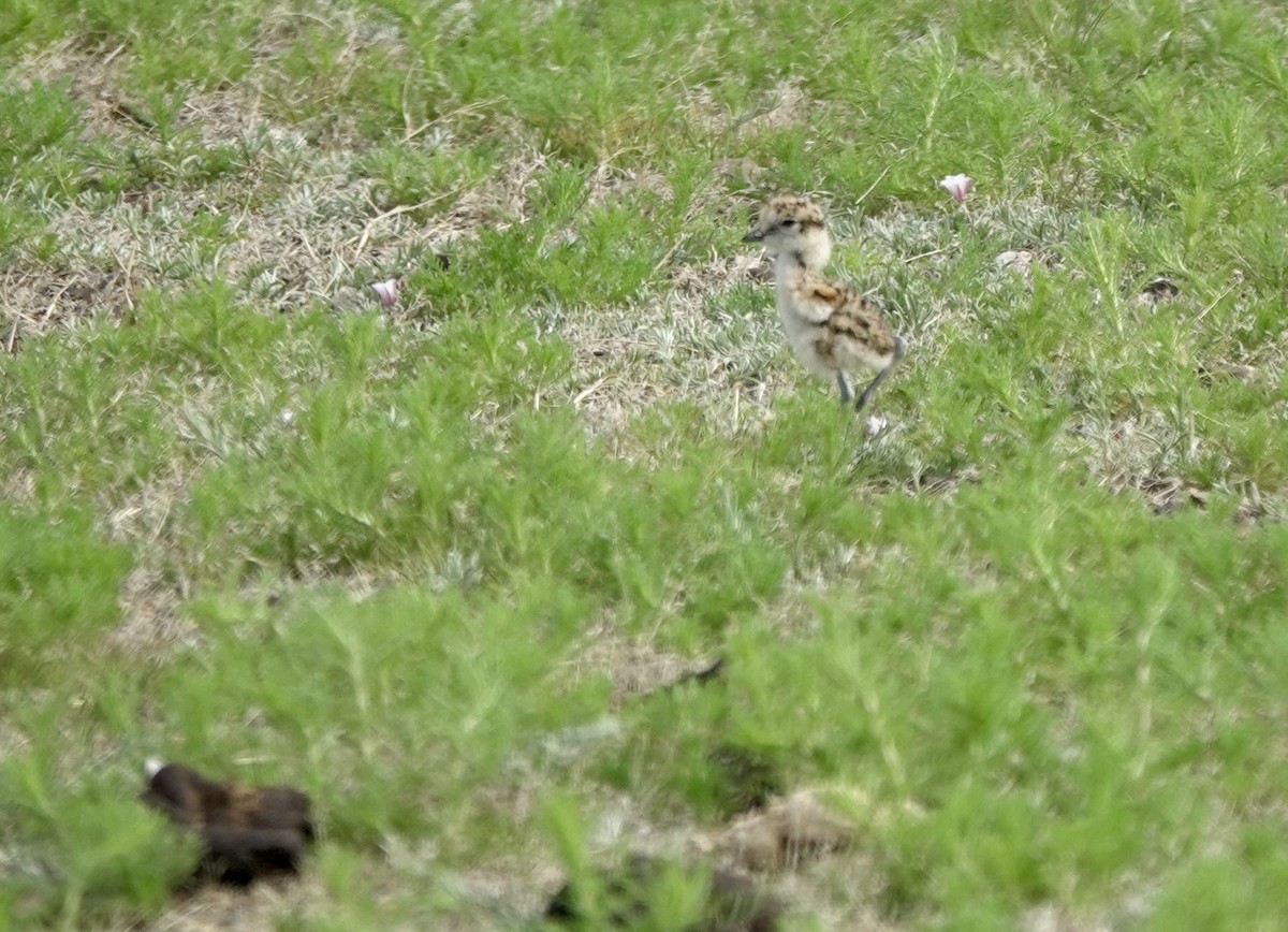 Greater Sand-Plover - ML639854369