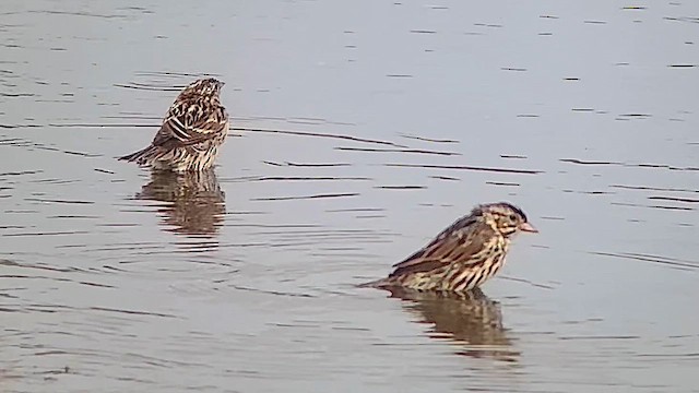 Savannah Sparrow (Belding's) - ML639854377