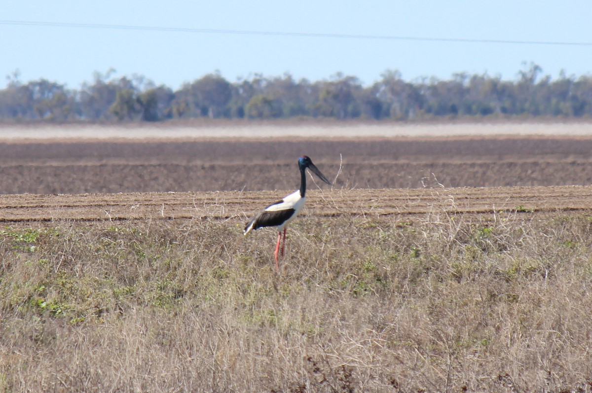 Black-necked Stork - ML63985441