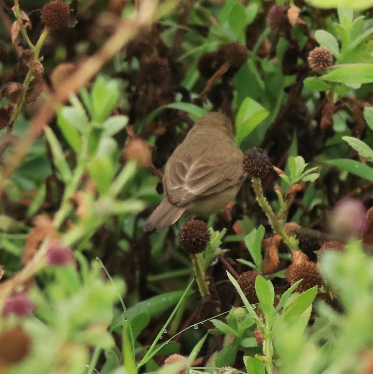 Халиун заараг - ML639854422