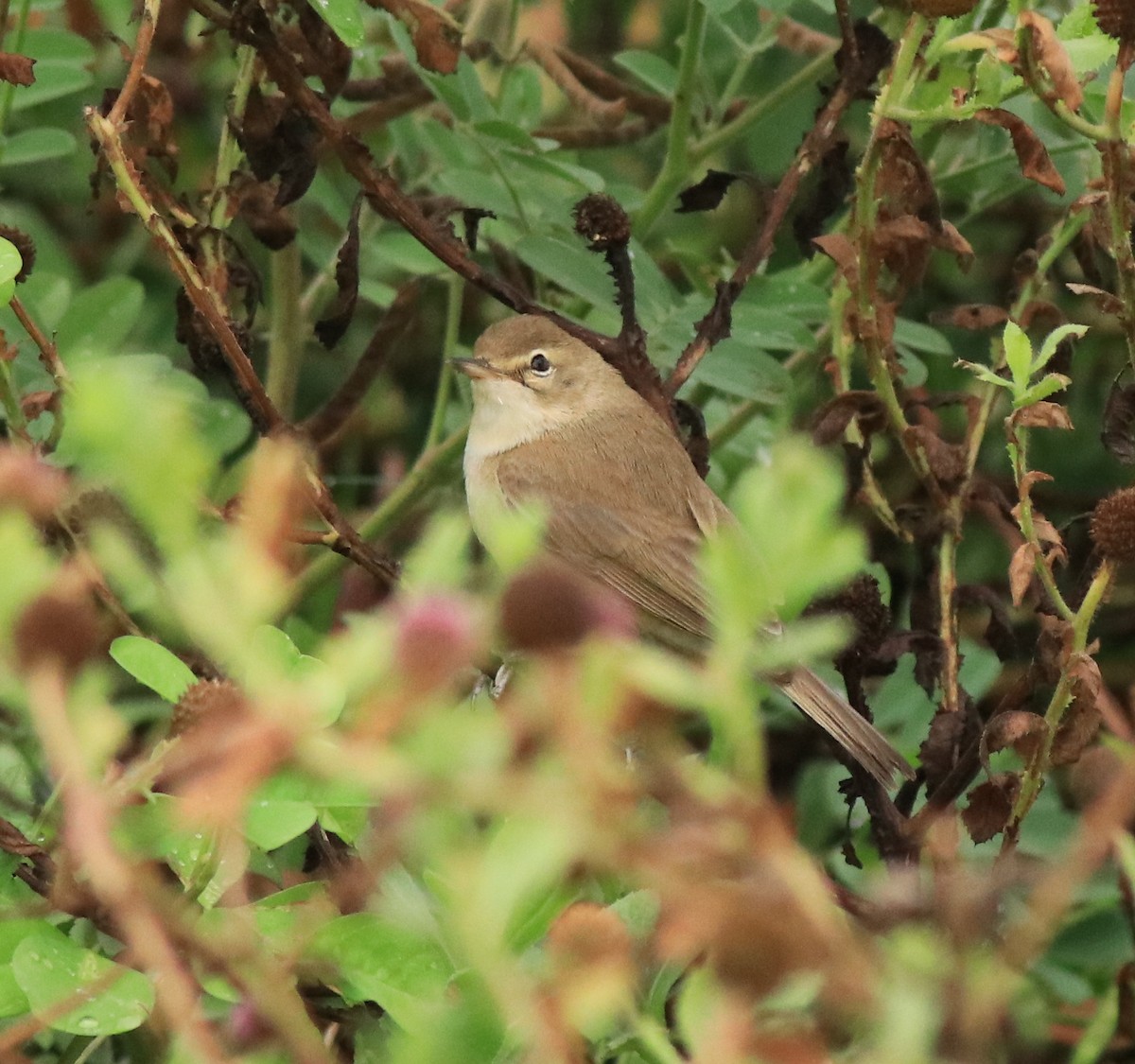 Халиун заараг - ML639854496