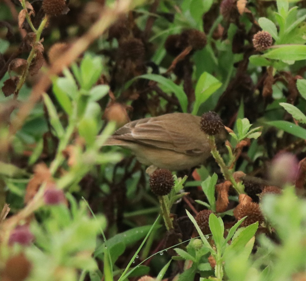 Халиун заараг - ML639854501