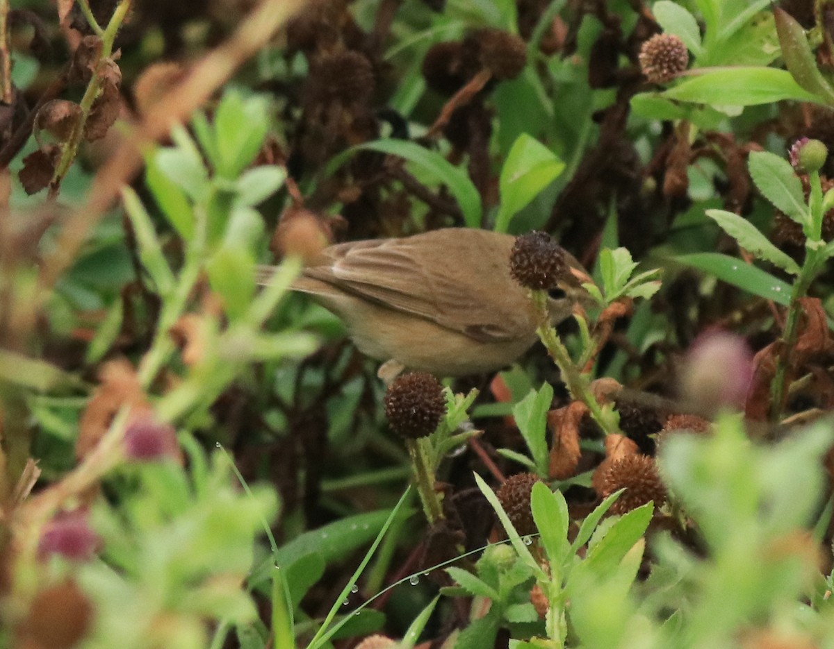 Халиун заараг - ML639854502