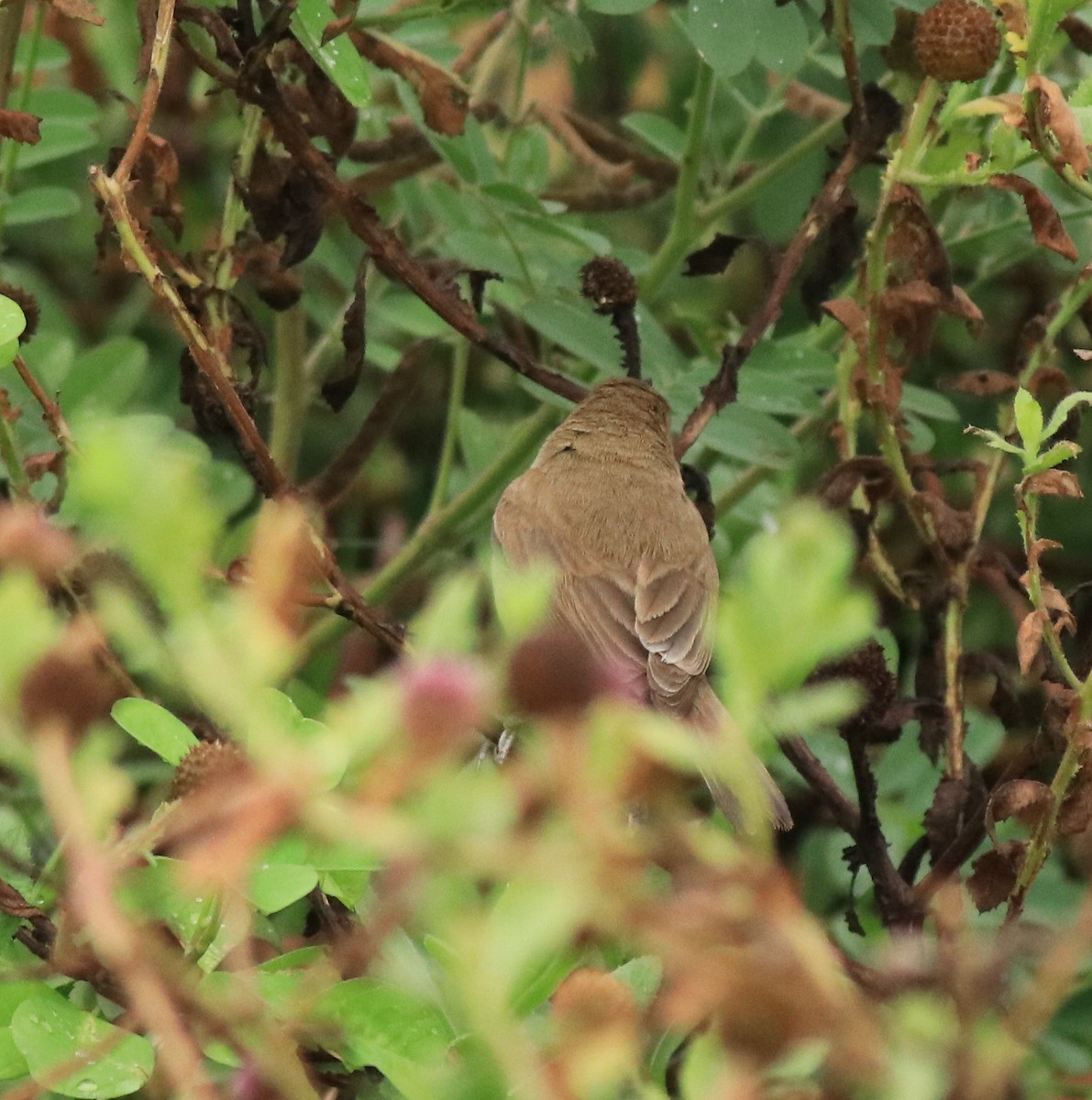 Халиун заараг - ML639854503