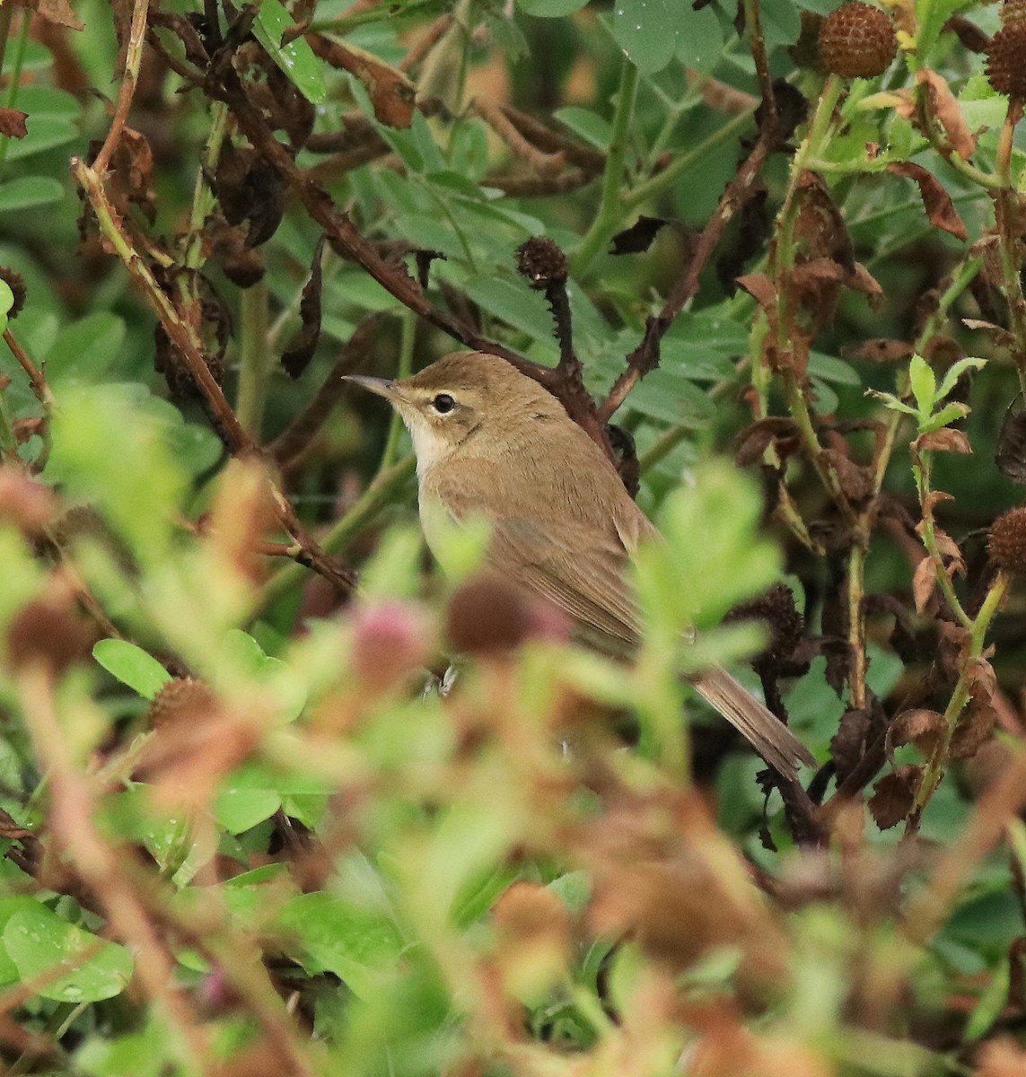 Халиун заараг - ML639854505