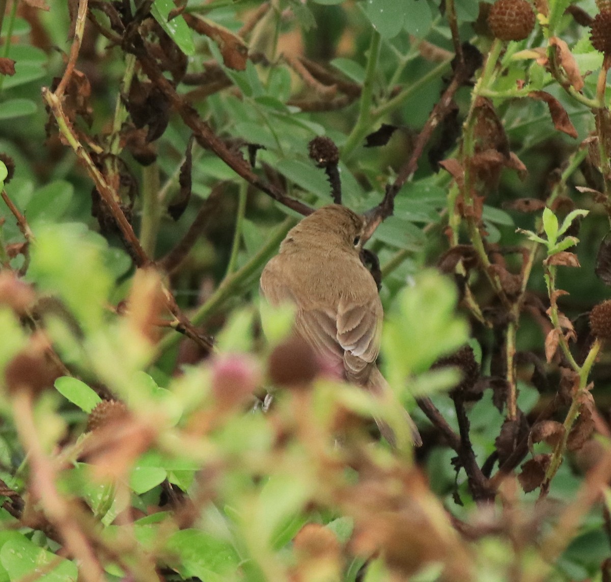 Халиун заараг - ML639854506