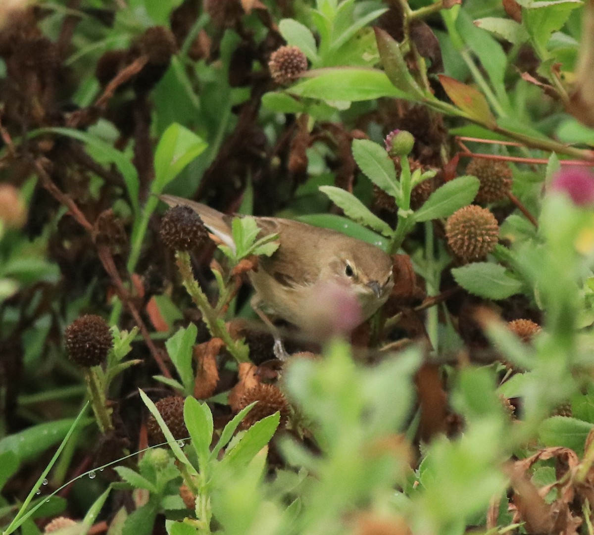 Халиун заараг - ML639854507