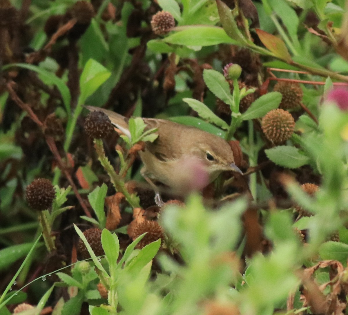 Халиун заараг - ML639854508