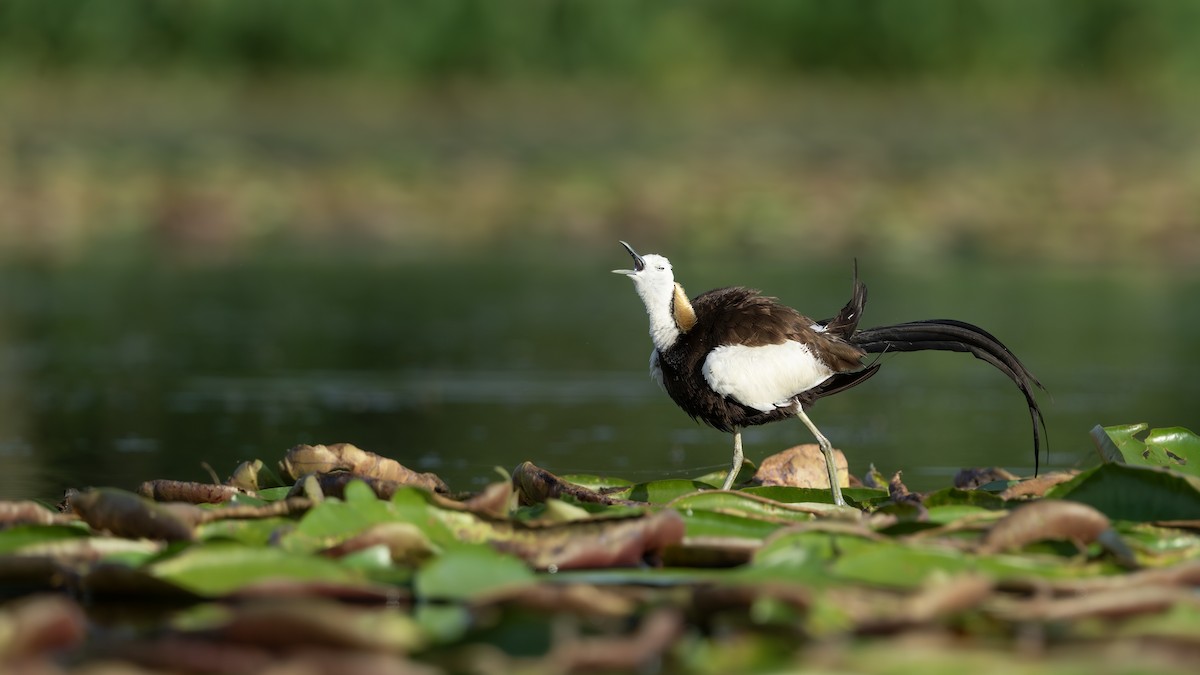 Pheasant-tailed Jacana - ML639854510