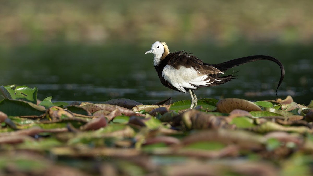 Pheasant-tailed Jacana - ML639854511