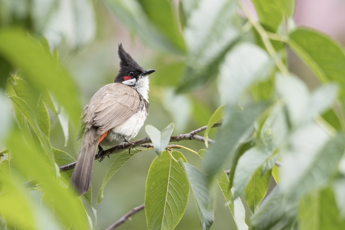 Red-whiskered Bulbul - ML639854519