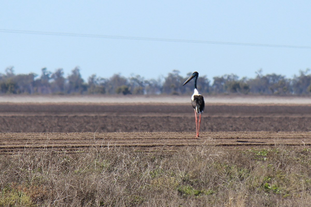 Black-necked Stork - ML63985461