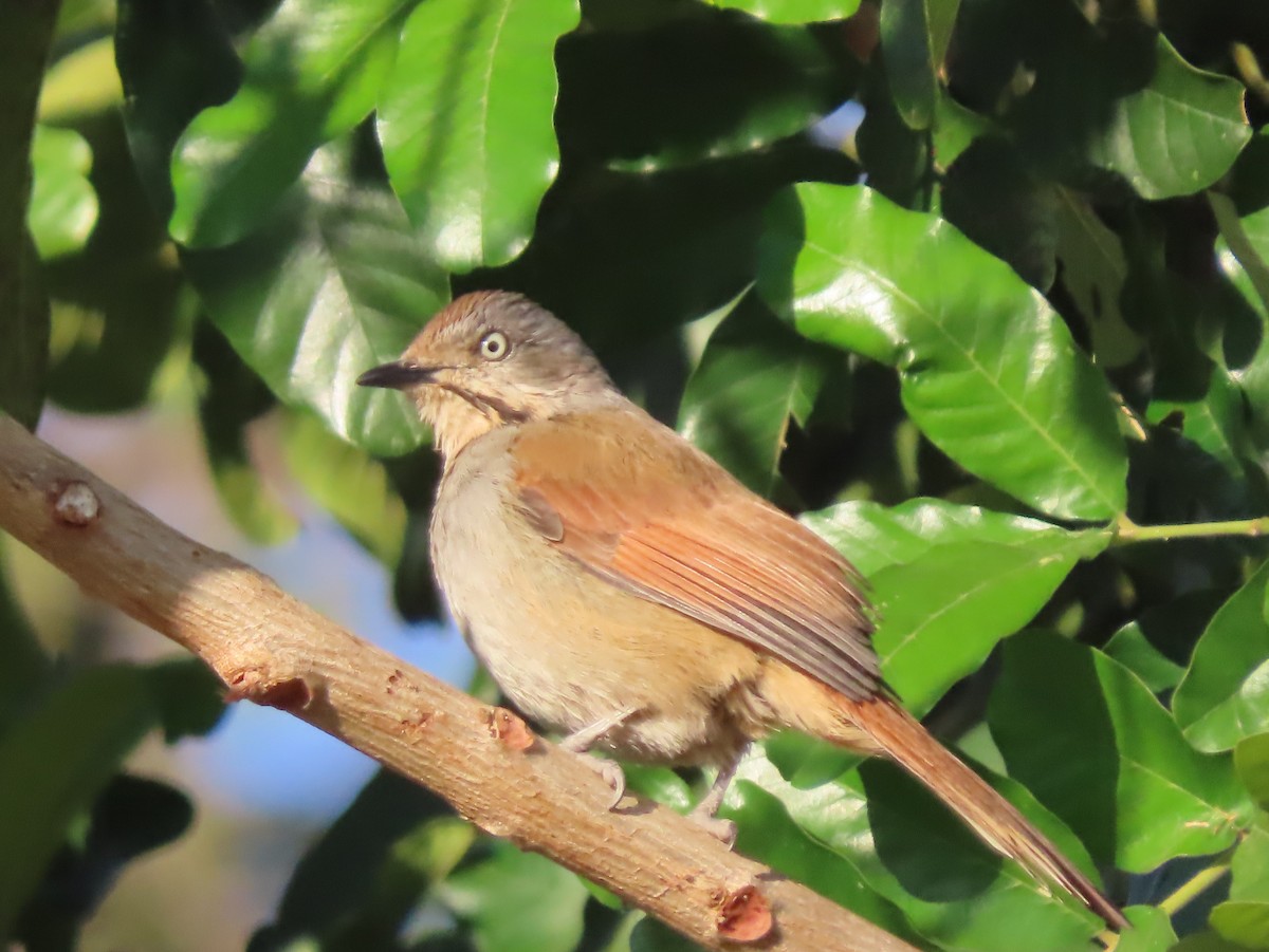 Collared Palm-Thrush - ML639854615