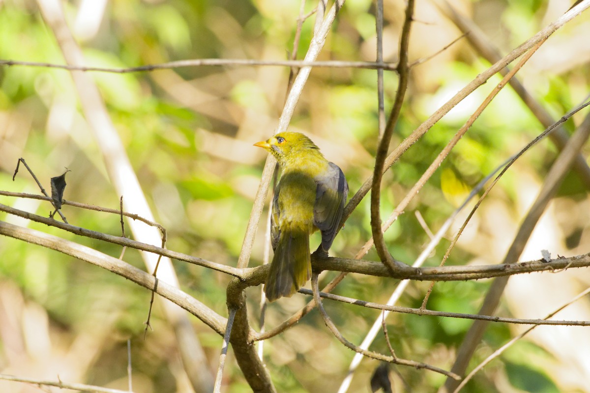 Bell Miner - ML639854635
