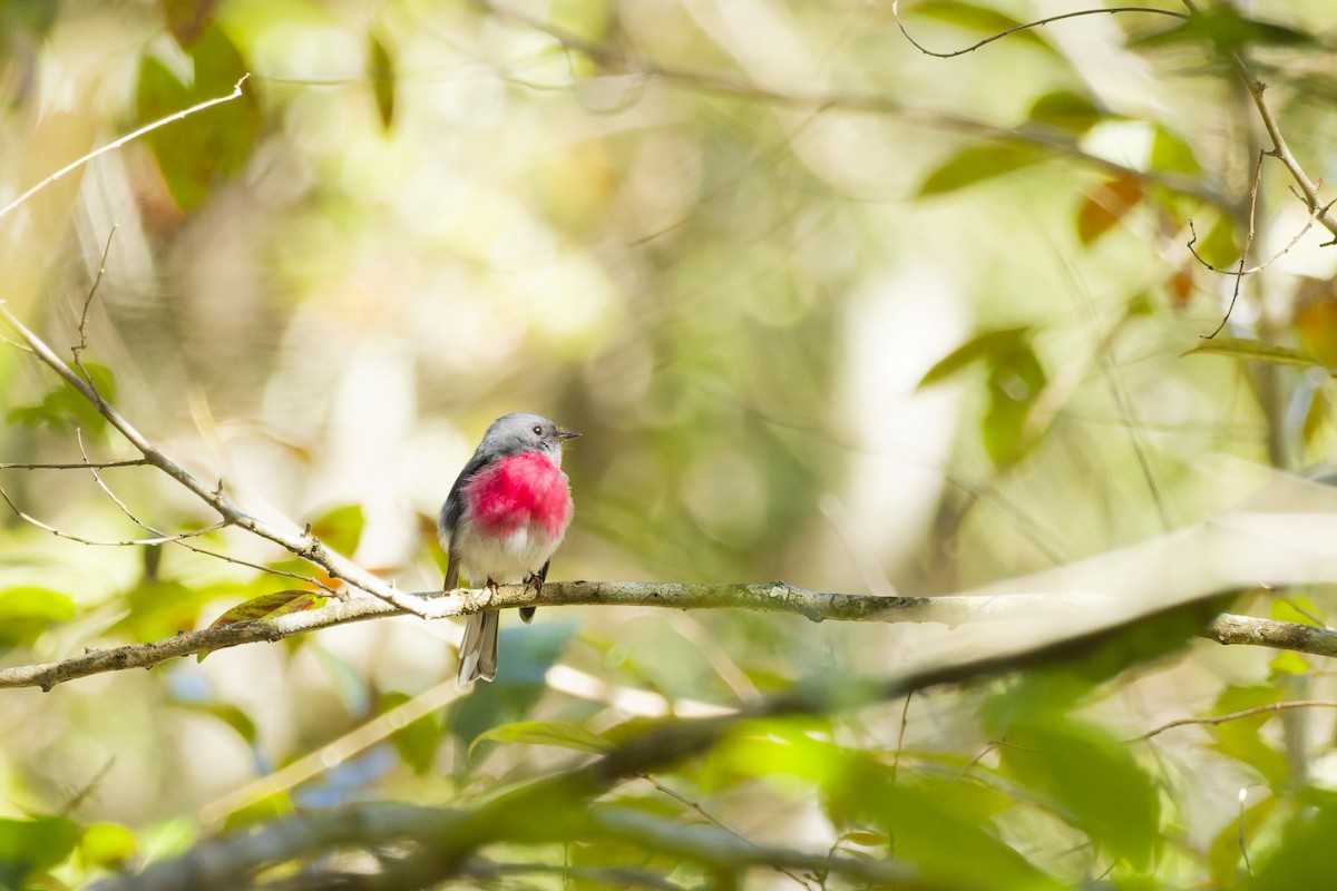 Rose Robin - ML639854659