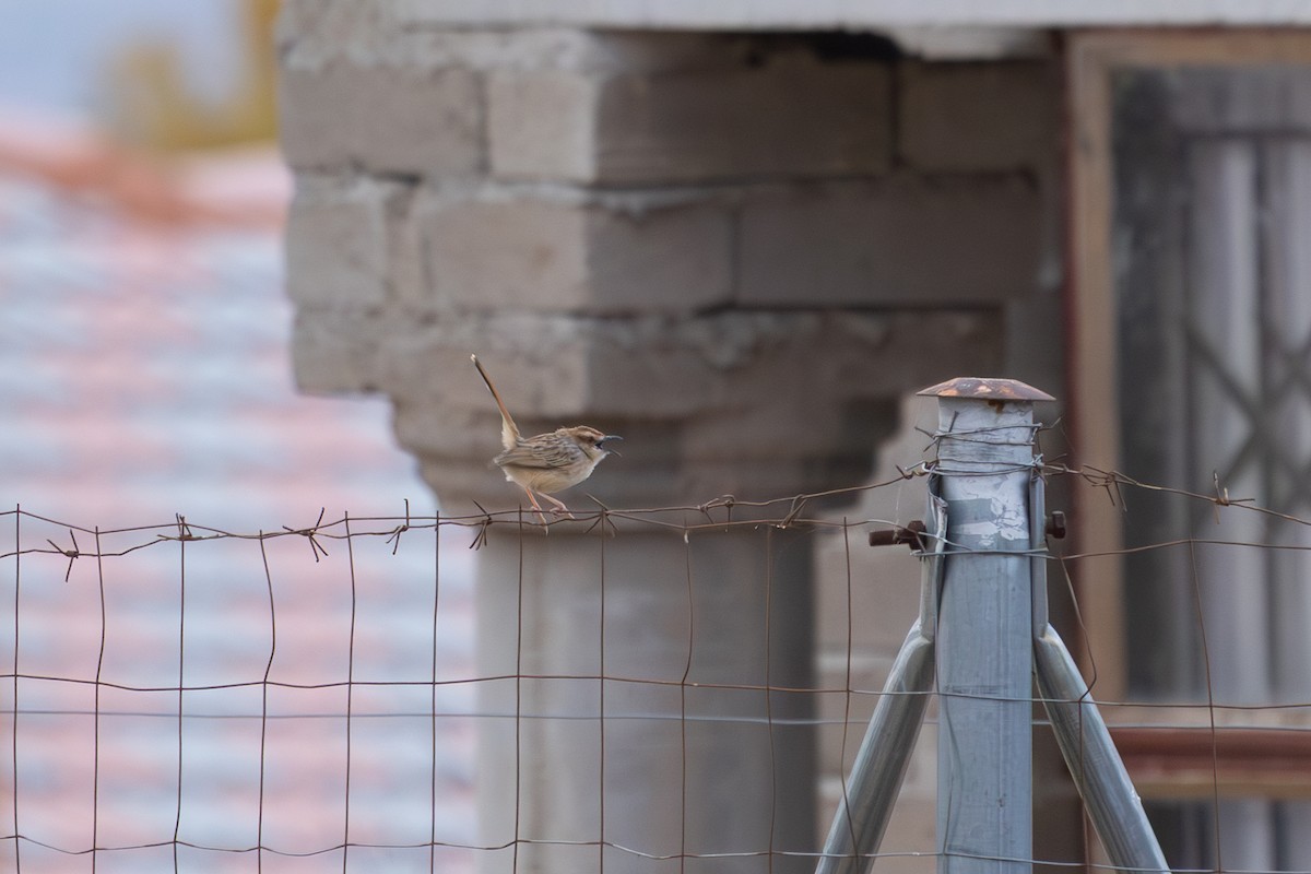 Tinkling Cisticola - ML639854667