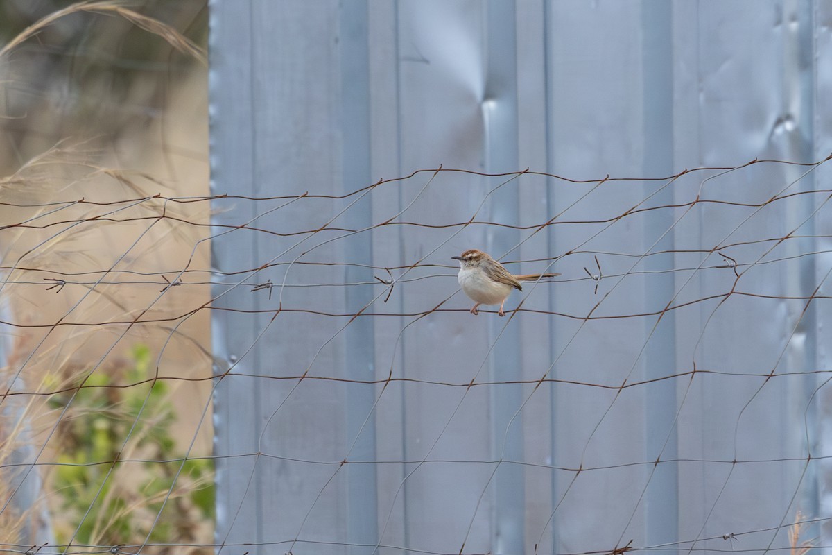 Tinkling Cisticola - ML639854668
