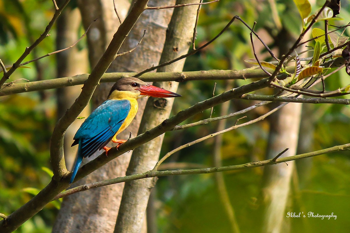 Stork-billed Kingfisher - ML639854680