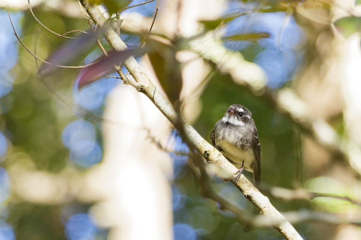 Gray Fantail - ML639854681