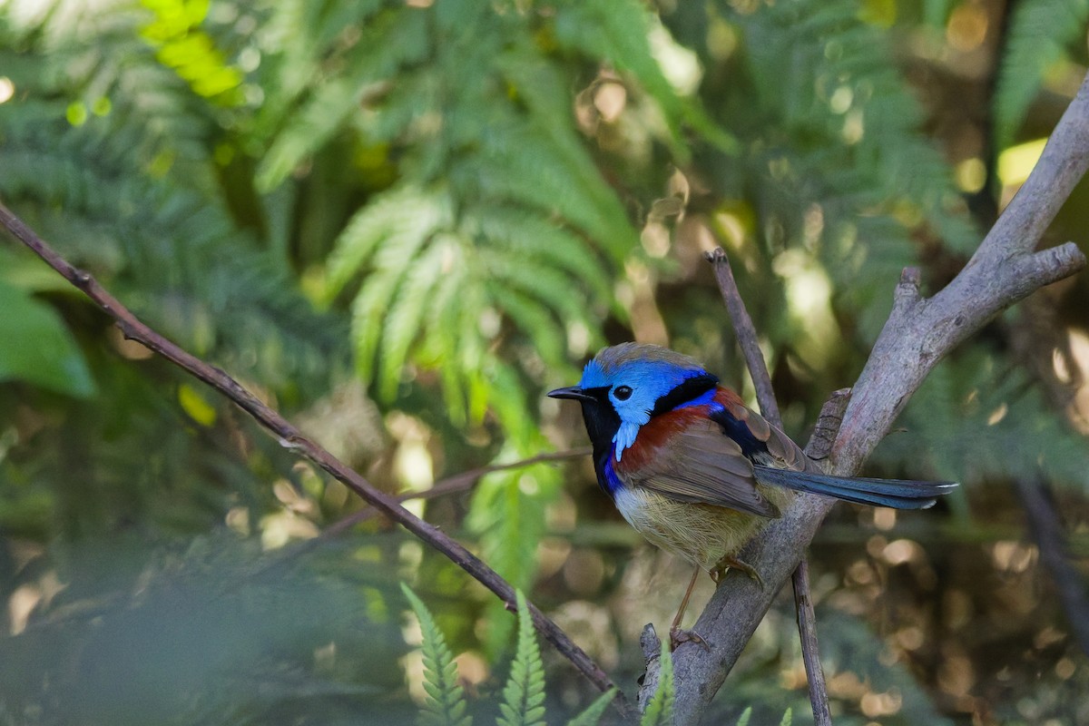 Variegated Fairywren - ML639854691