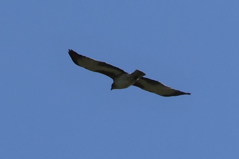 Little Eagle - ML639854698