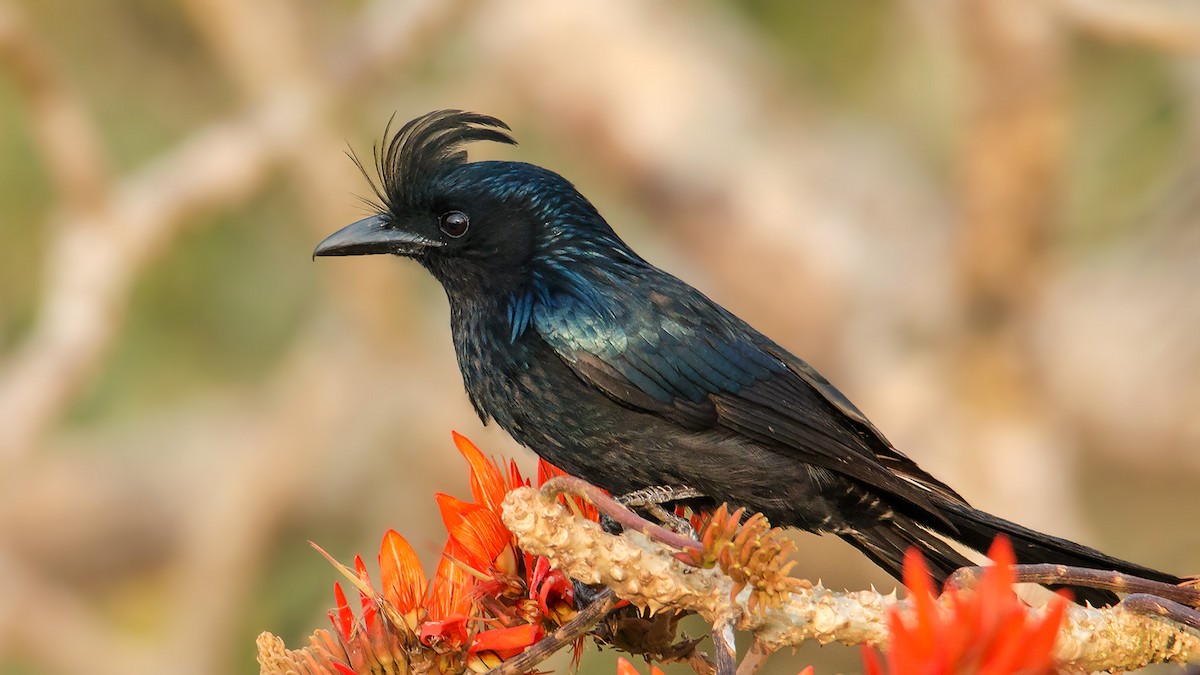Greater Racket-tailed Drongo - ML639854699