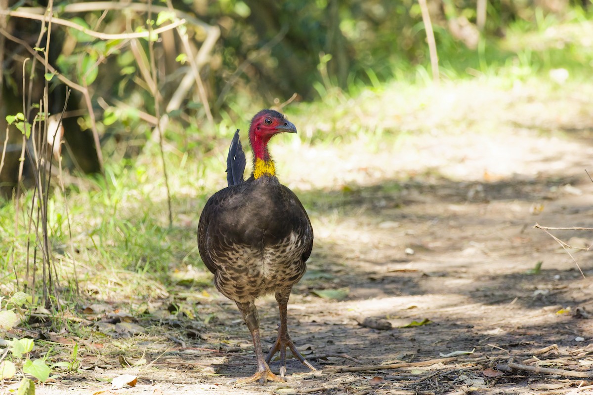 Australian Brushturkey - ML639854701