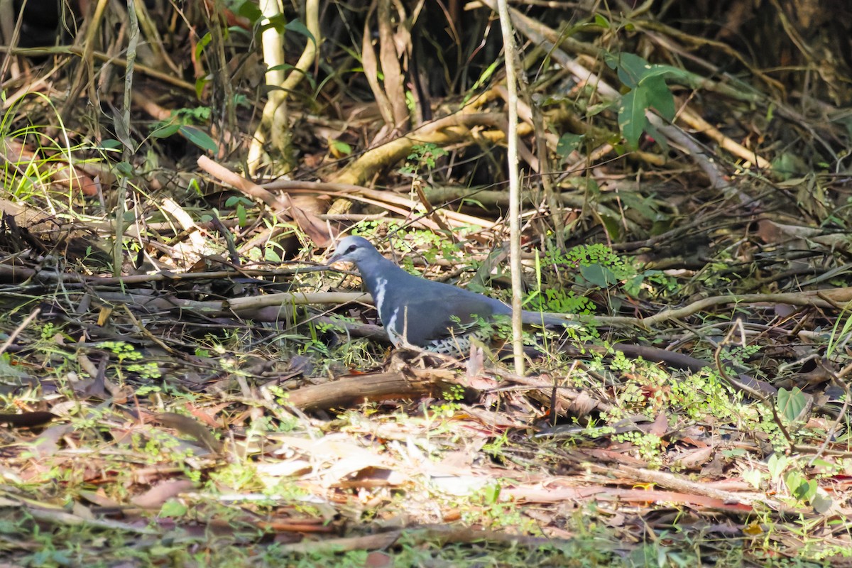 Wonga Pigeon - ML639854703