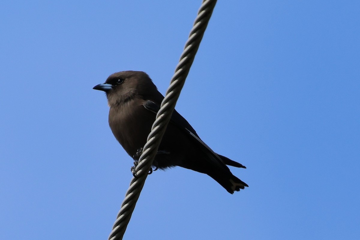 Dusky Woodswallow - ML639854712