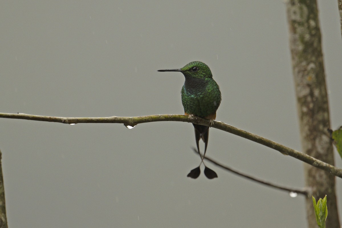 Rufous-booted Racket-tail (Anna's) - ML639854735